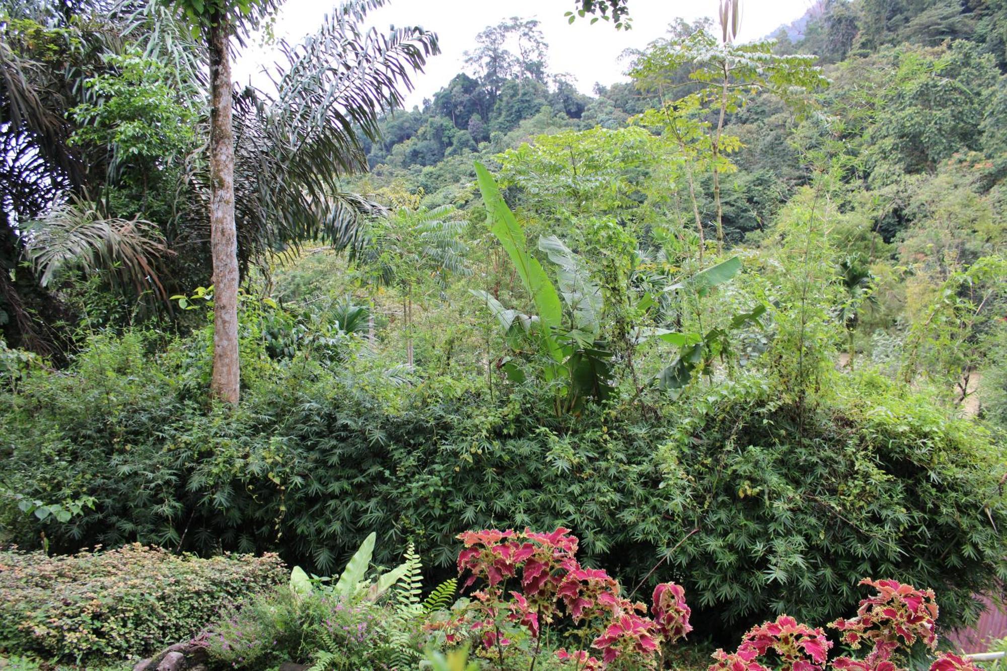 Mountain View Cottages & Villa Tangkahan Exterior foto